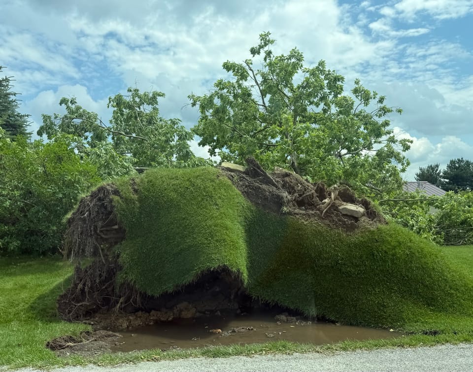 Fallen Tree on Rehm Road