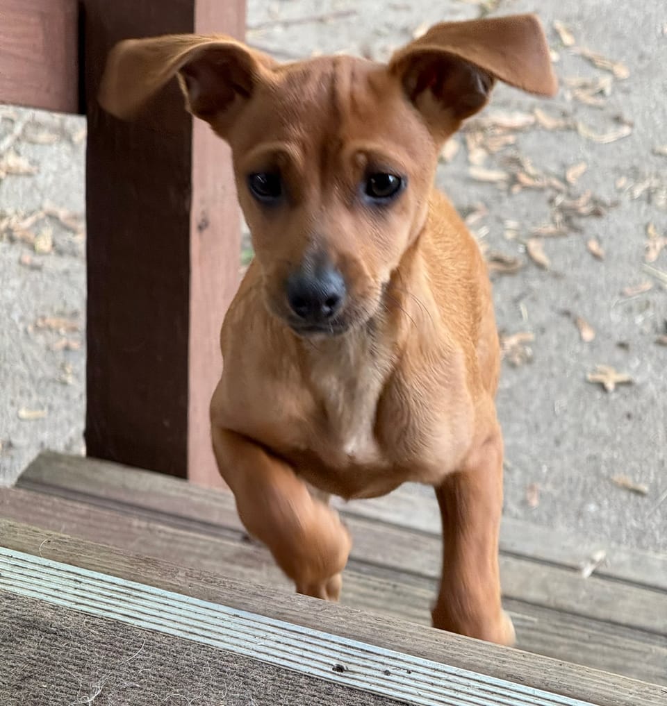 We Weren’t Looking to Adopt… Then Came Aldo
